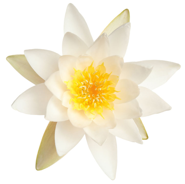 a lotus flower